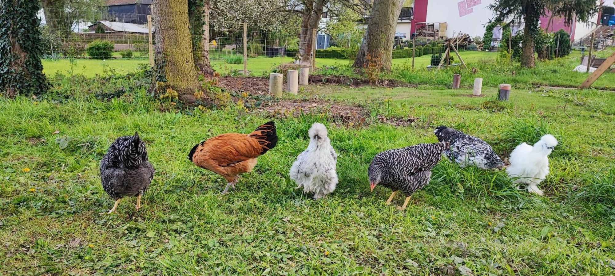 Ferienwohnung Raeuberhoehle Alterkülz Eksteriør billede